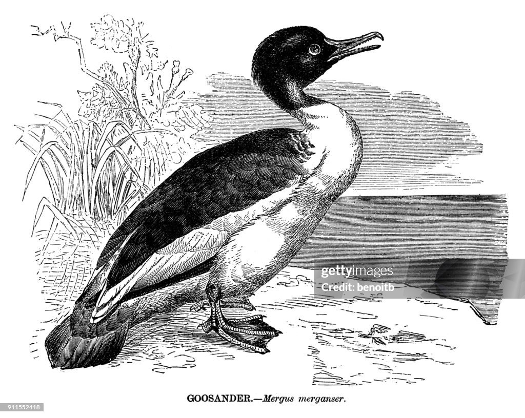 Goosander