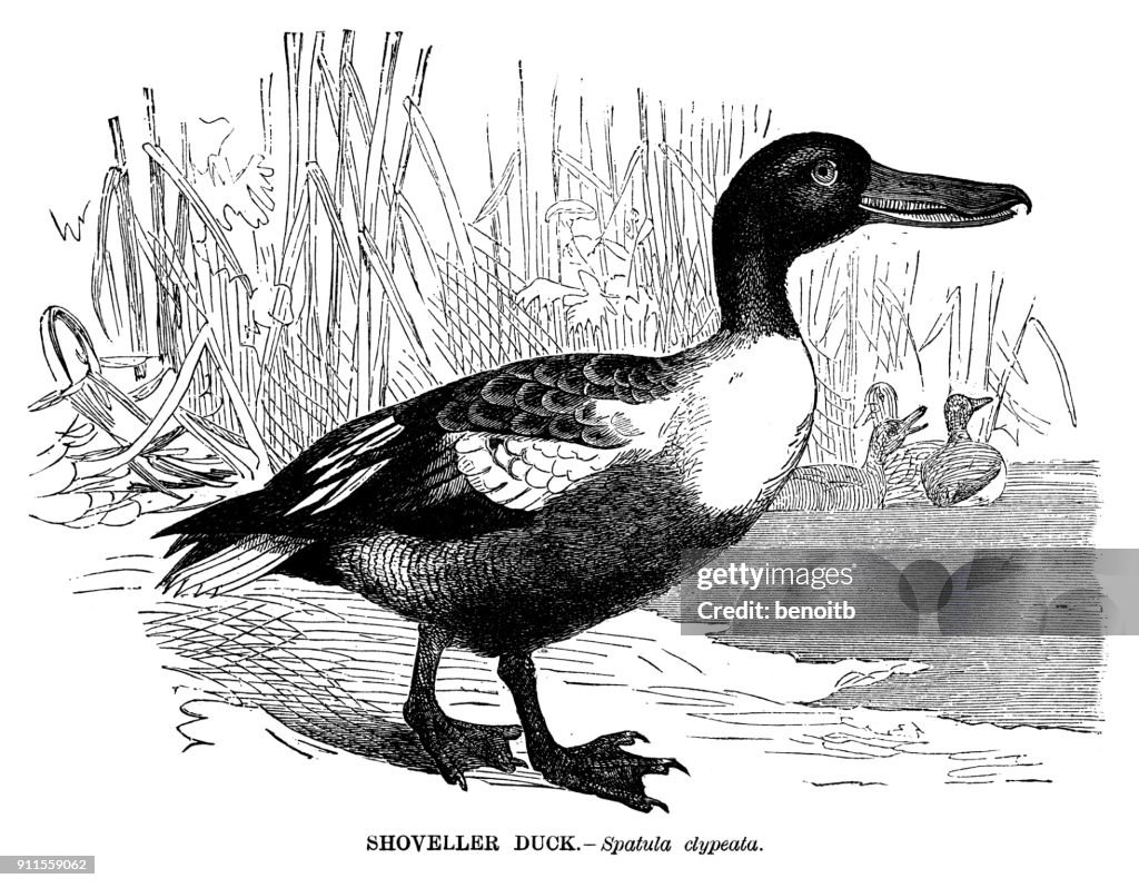 Shoveller Duck