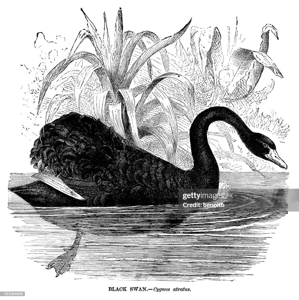 Black swan