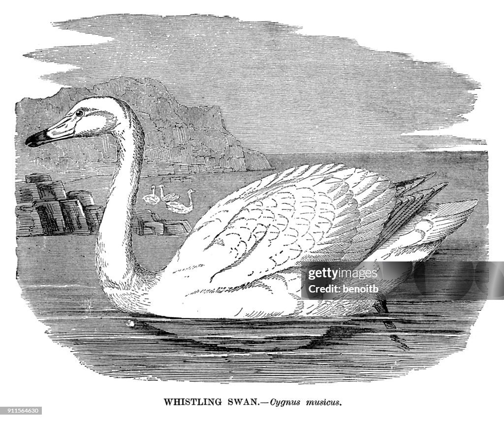 Whistling Swan