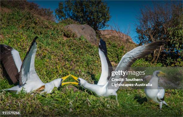 nesting masked boobies, phillip island, south pacific. - bubis fotografías e imágenes de stock