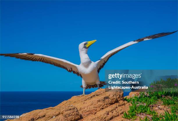 masked boobies nesting on phillip island, south pacific - bubis fotografías e imágenes de stock