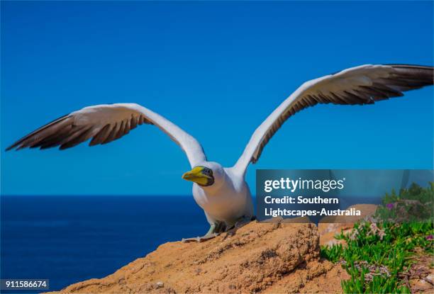 masked boobies nesting on phillip island, south pacific - bubis fotografías e imágenes de stock