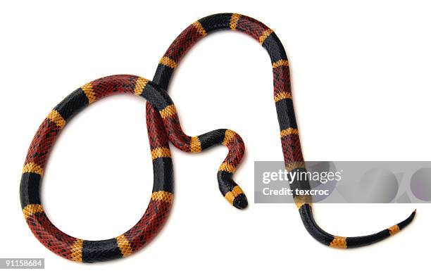 isolated coral snake - coral snake stock pictures, royalty-free photos & images