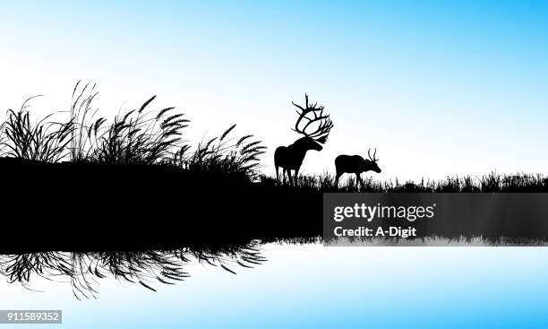 stockillustraties, clipart, cartoons en iconen met de waterkant - wapiti