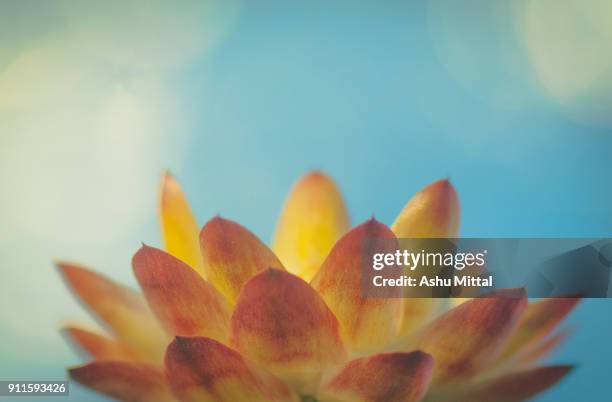 spring blossoms - noida stock pictures, royalty-free photos & images