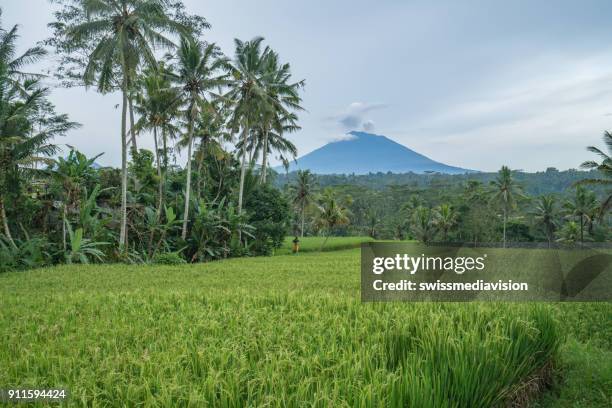 mount agung volcano and rice paddies near ubud, bali, indonesia - bali volcano stock pictures, royalty-free photos & images