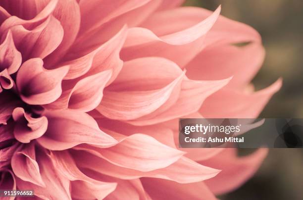 spring blossoms - macro photography plants stock pictures, royalty-free photos & images