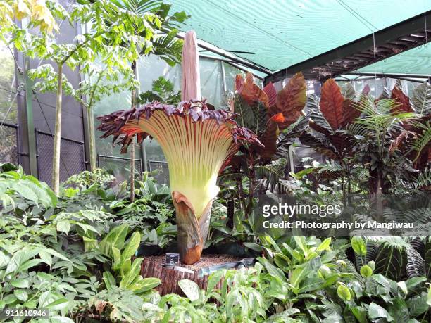 titan arum - noble rot stock pictures, royalty-free photos & images