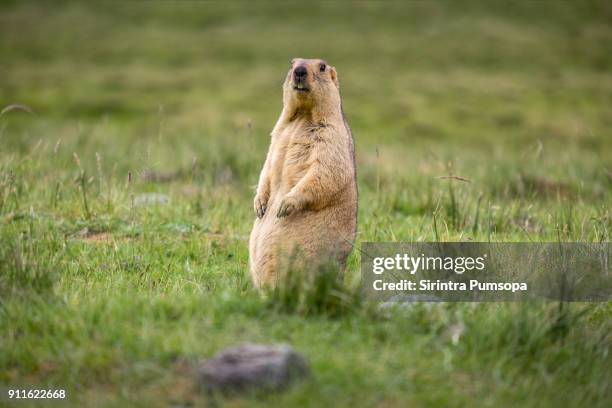 himalayan marmot in green field in leh, ladakh, india - woodchuck fotografías e imágenes de stock