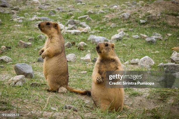 himalayan marmot in green field in leh, ladakh, india - funny groundhog stock pictures, royalty-free photos & images