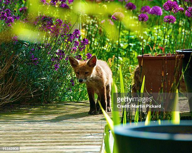 urban fox cub in the garden - fox bildbanksfoton och bilder
