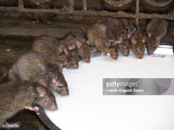 rats drinking milk in karni mata temple in deshnok. rajasthan, india - animal behavior stock-fotos und bilder