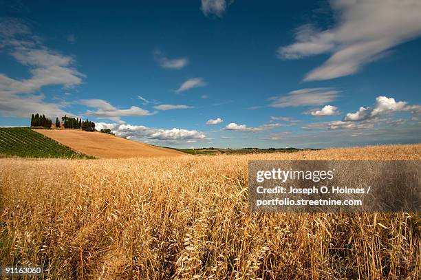 field of grain in tuscany - joseph o holmes stock pictures, royalty-free photos & images