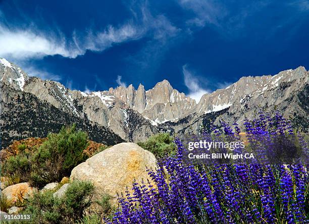 mt whitney and lupine - lone pine california fotografías e imágenes de stock