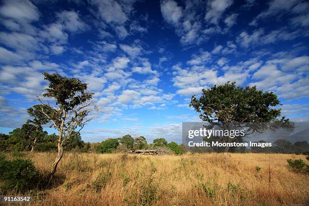 savanna in kruger park, south africa - sub-saharan africa stock pictures, royalty-free photos & images