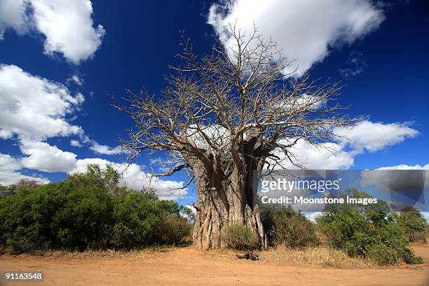 baobab de kruger park, south africa - mpumalanga fotografías e imágenes de stock