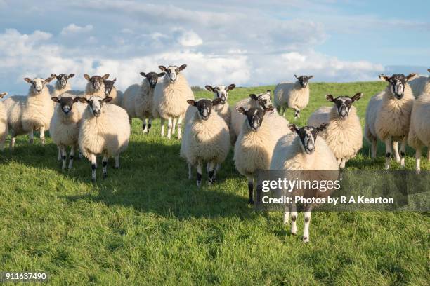 group of swaledale sheep in a field in north yorkshire. - schafherde stock-fotos und bilder