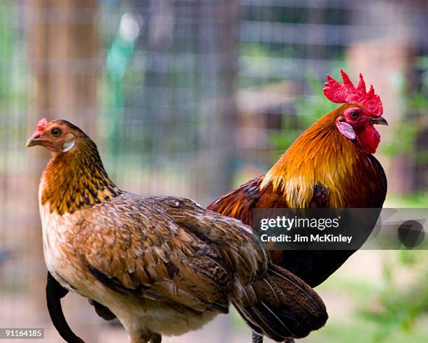 American Rooster Photos and Premium High Res Pictures - Getty Images