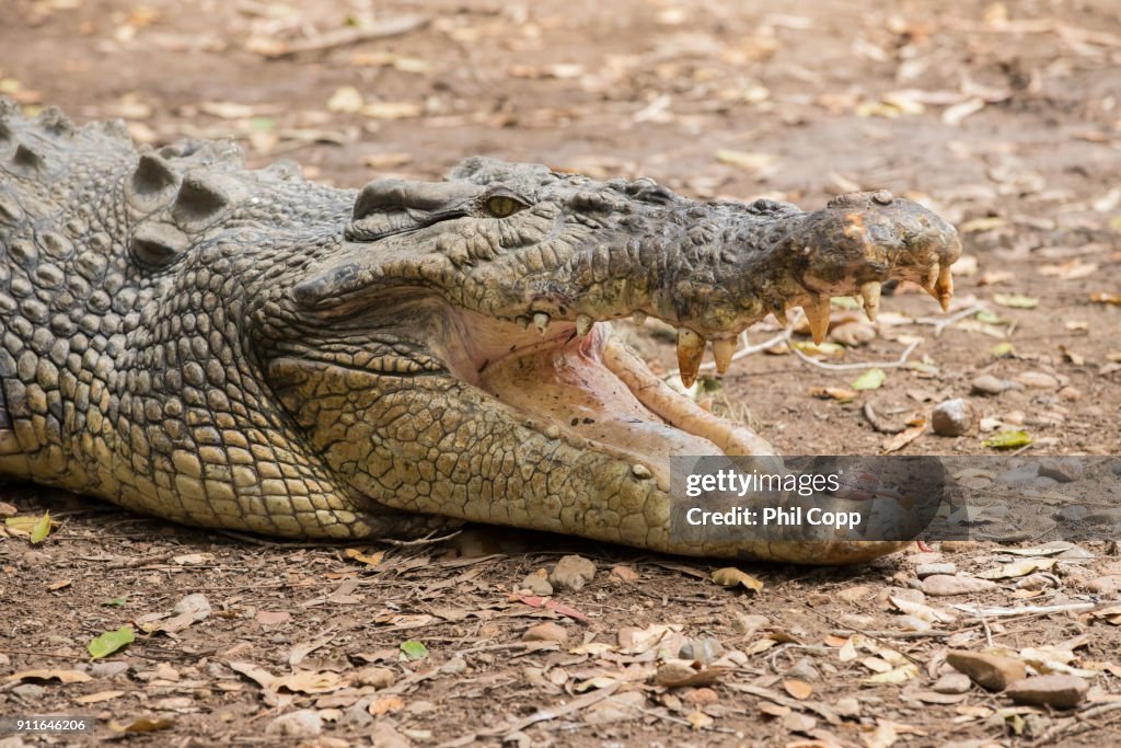 Crocodile