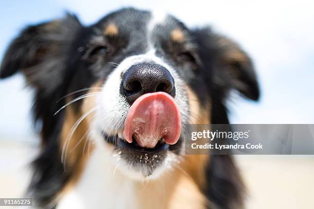 australian shepherd licking nose. - dog licking face stock-fotos und bilder