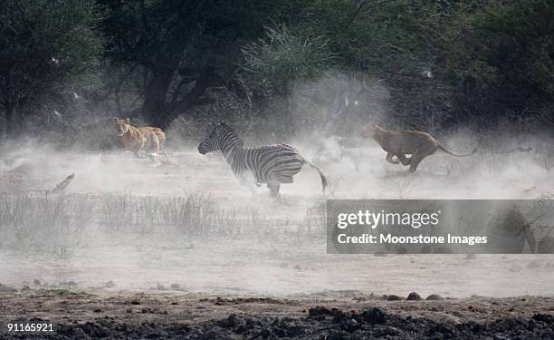 lionesses hunt zebra in kruger park, south africa - jagende dieren stockfoto's en -beelden