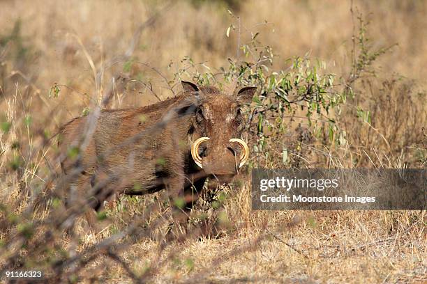 warthog in kruger park, south africa - sub saharan africa stock pictures, royalty-free photos & images