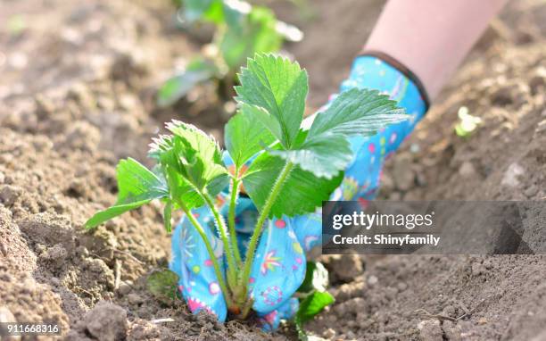 donna che pianta una piantina di fragole - piantina di semenzaio foto e immagini stock