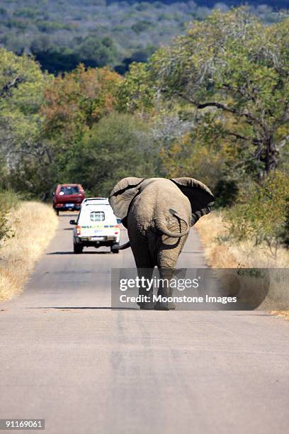african elephant in kruger park, south africa - kruger national park stockfoto's en -beelden