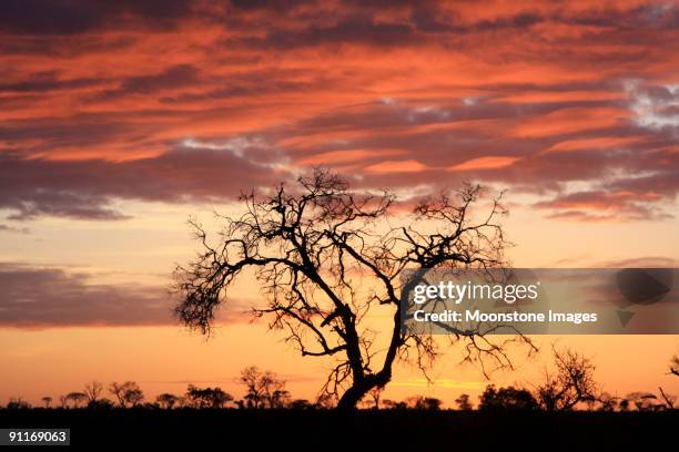 sunrise in kruger park, south africa - kruger national park south africa stock pictures, royalty-free photos & images