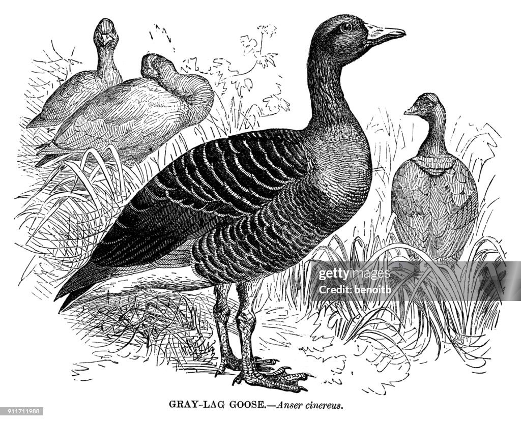 Greylag goose