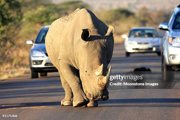 white rhinoceros walking on the road - kruger national park stockfoto's en -beelden
