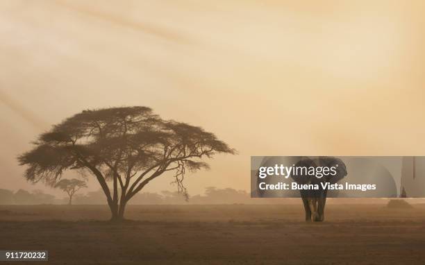 elephant at sunset - african elephants sunset stock pictures, royalty-free photos & images