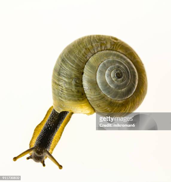 close-up of snail over white background - muschel close up studioaufnahme stock-fotos und bilder