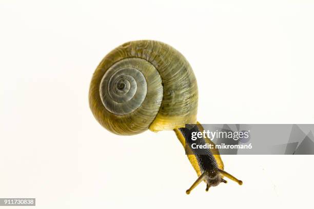 close-up of snail over white background - muschel close up studioaufnahme stock-fotos und bilder