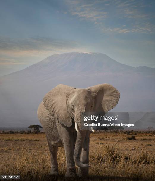 elephant under mt. kilimanjaro - parque nacional de amboseli fotografías e imágenes de stock