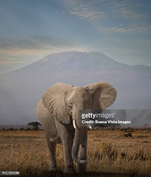 elephant under mt. kilimanjaro - amboseli national park bildbanksfoton och bilder