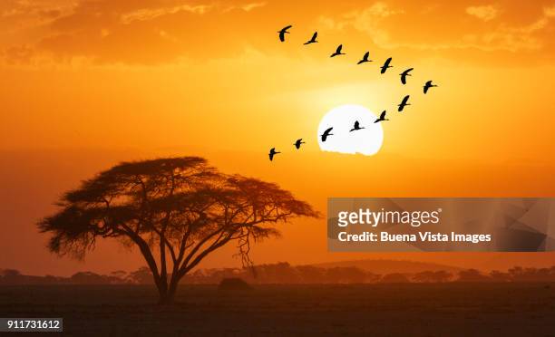 gooses flying against sun - birds flying foto e immagini stock