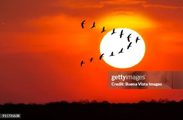 gooses flying against sun - vogelzwerm stockfoto's en -beelden
