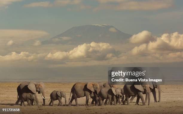 elephants in the savannah. - elephant photos et images de collection