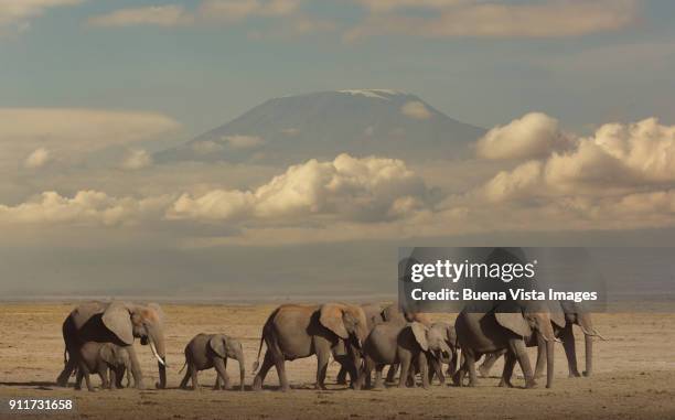 elephants in the savannah. - african elephant bildbanksfoton och bilder