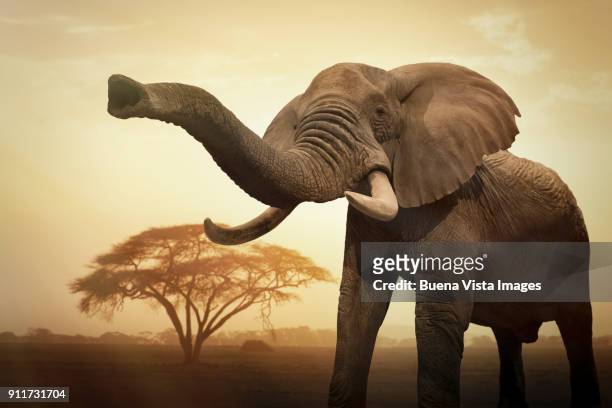 female elephant at sunset - african elephant stock pictures, royalty-free photos & images