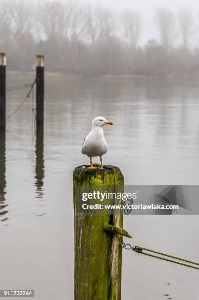 seagull sitting on a green wooden pole in travemünde - travemünde stockfoto's en -beelden