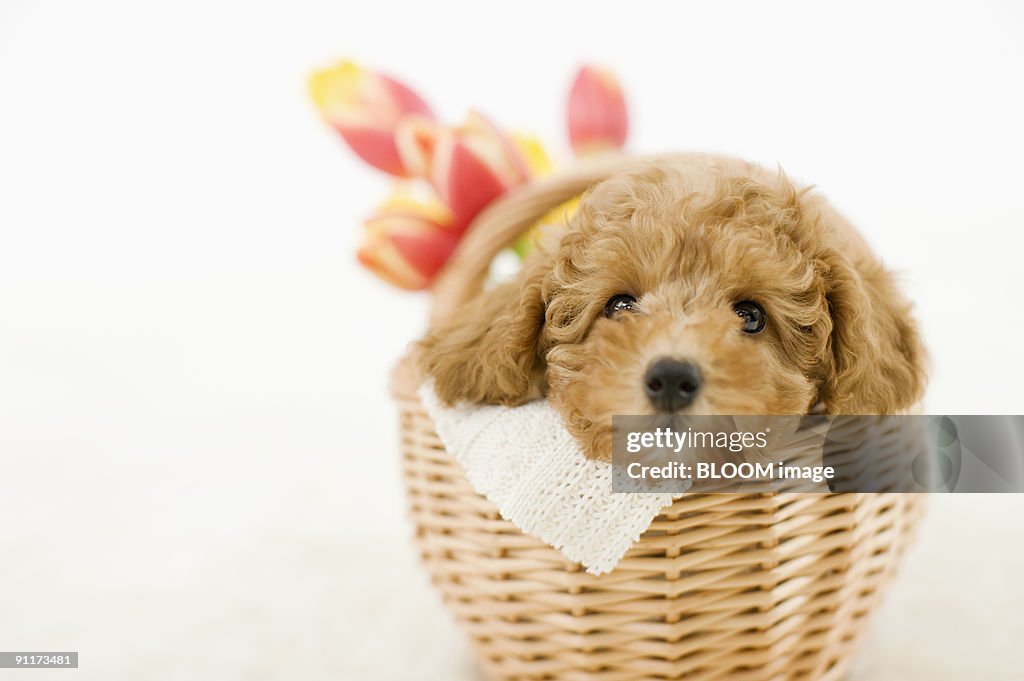 Dog in basket