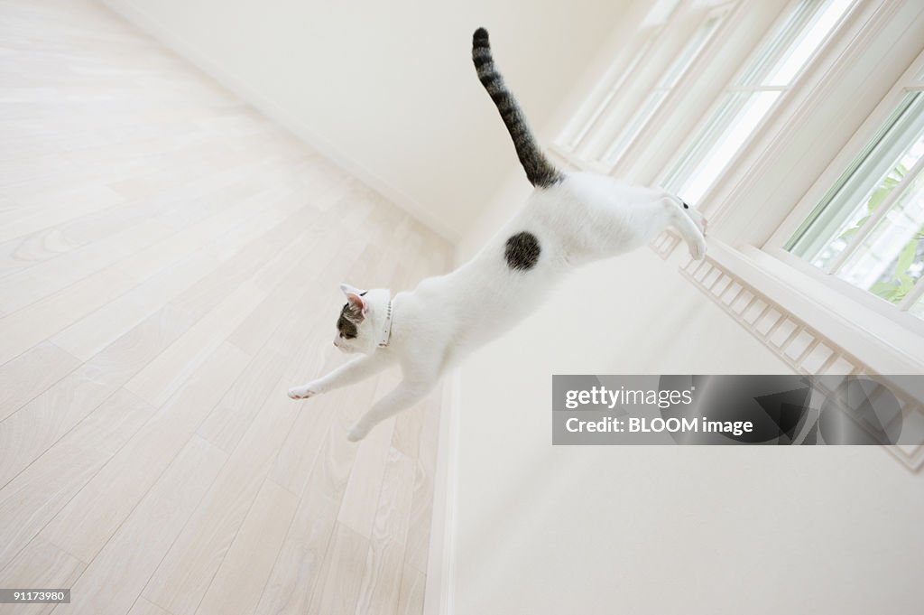 Cat jumping