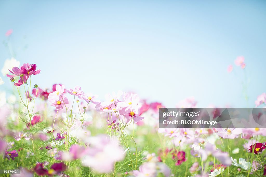 Cosmos field