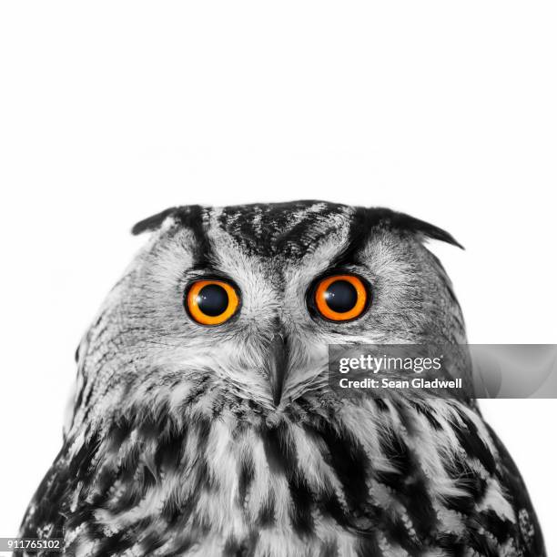 big eyed eagle owl - owl photos et images de collection