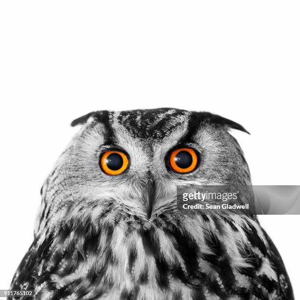 big eyed eagle owl - owl stock pictures, royalty-free photos & images