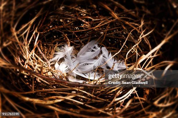 feathered nest - nid d'oiseau photos et images de collection