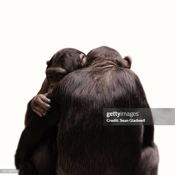 chimpanzee monkeys cuddling - chimpanzé photos et images de collection